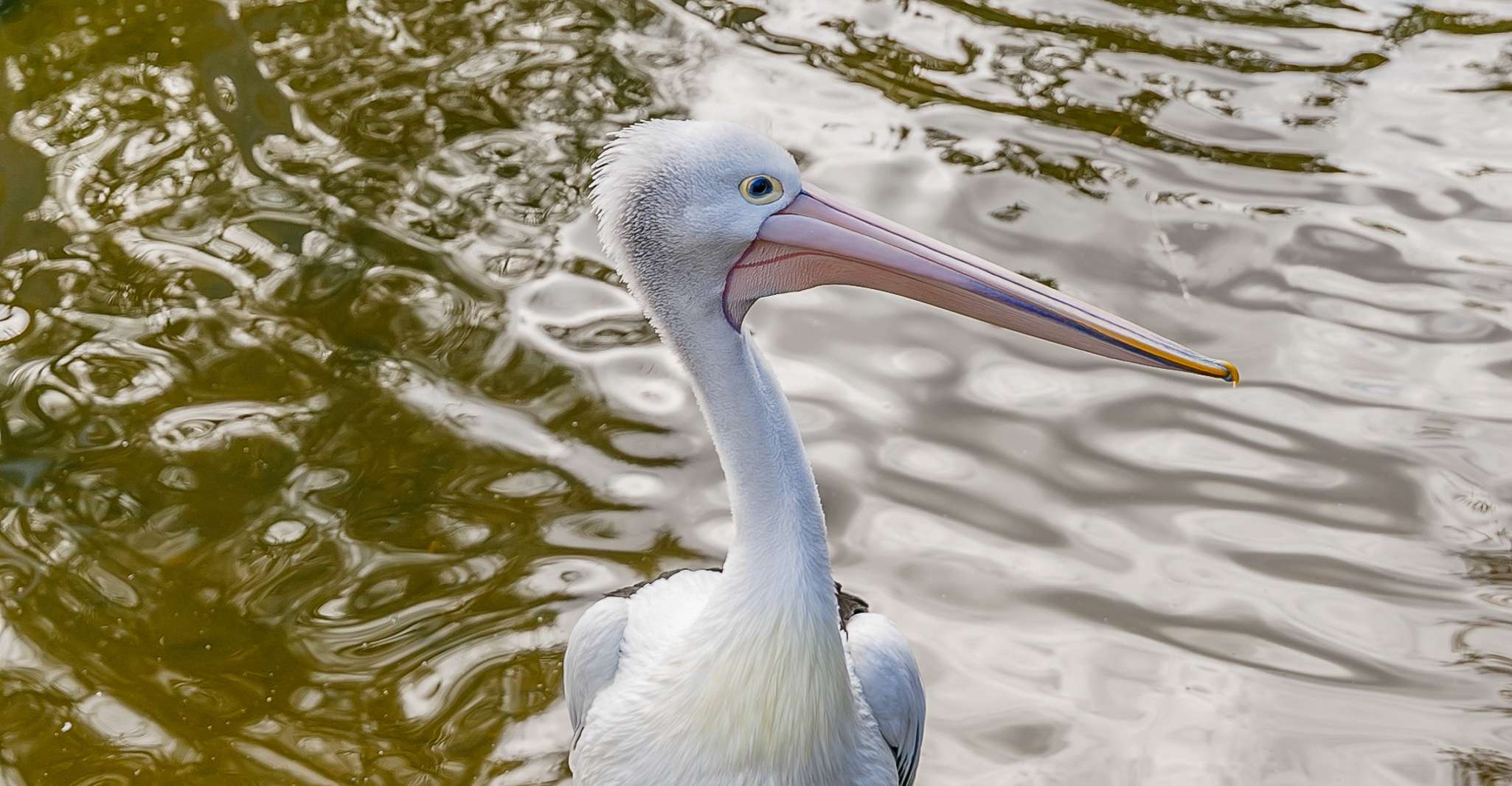 Melbourne Zoo: 1-Day Entry Ticket photo 12
