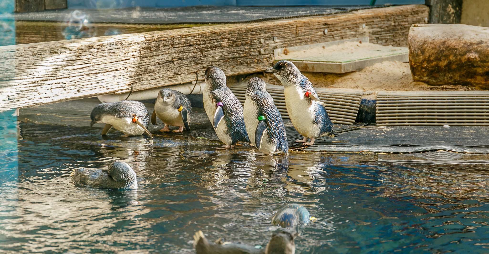 Melbourne Zoo: 1-Day Entry Ticket photo 13