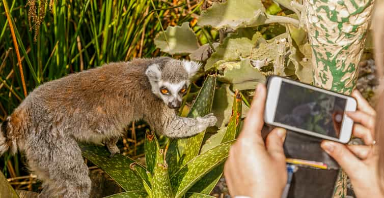 Discover the Wonders of Wildlife at Melbourne Zoo