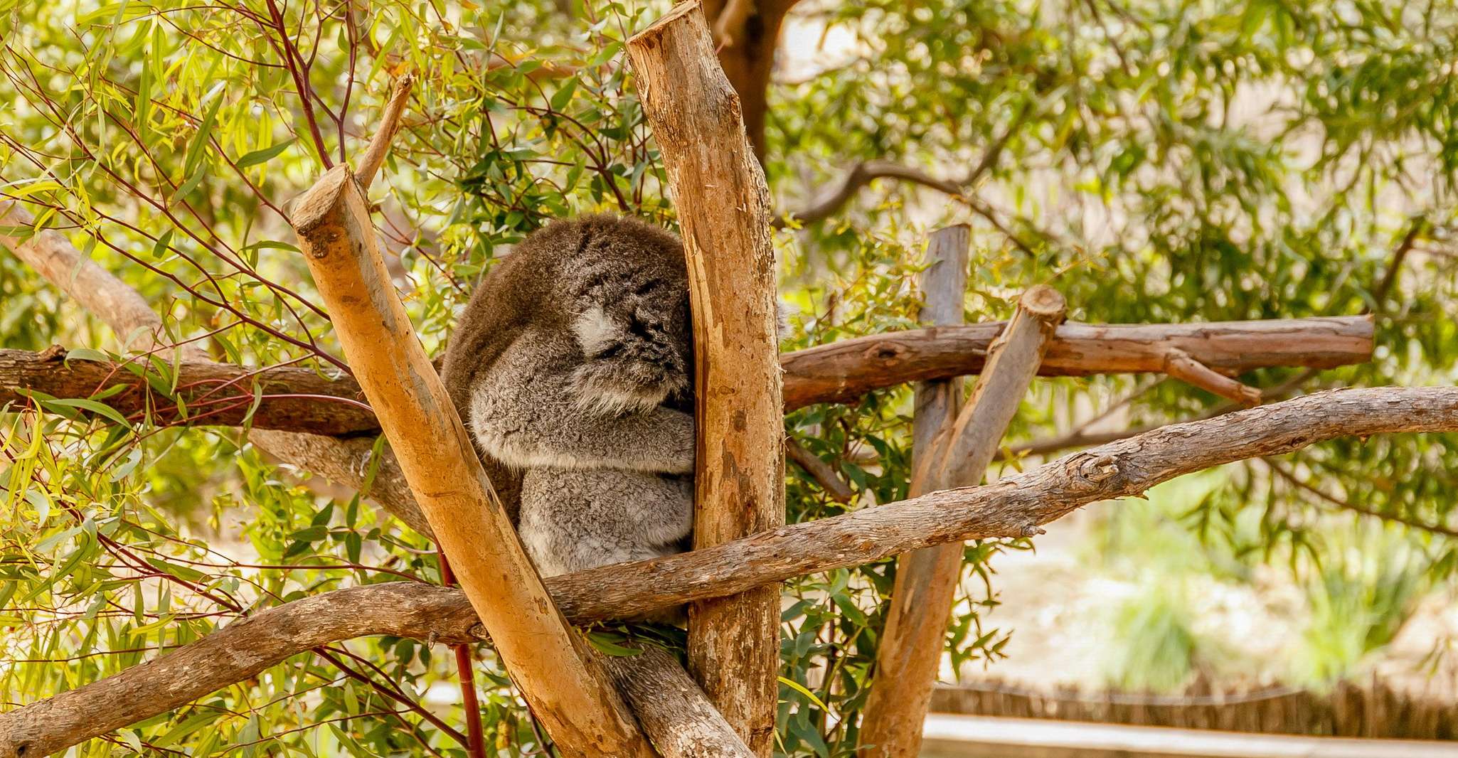 Melbourne Zoo: 1-Day Entry Ticket photo 15