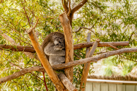 Zoo di Melbourne: Biglietto d&#039;ingresso di 1 giornoMelbourne: biglietto di 1 giorno per lo zoo di Melbourne