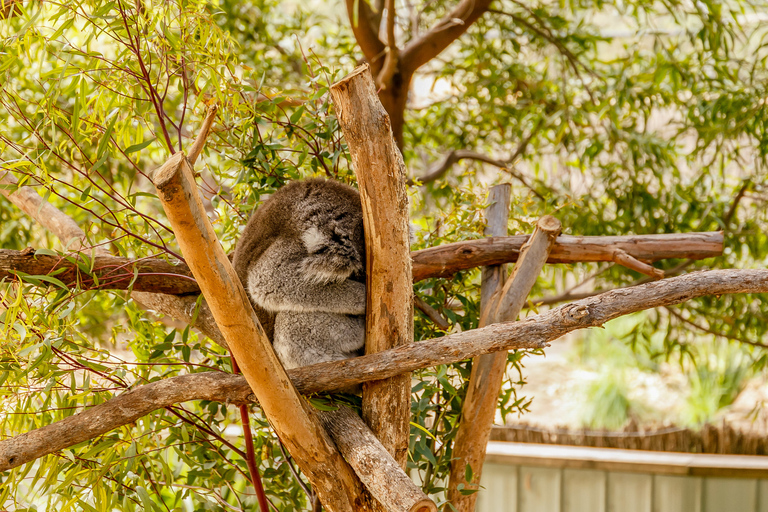 Zoo di Melbourne: Biglietto d&#039;ingresso di 1 giornoMelbourne: biglietto di 1 giorno per lo zoo di Melbourne