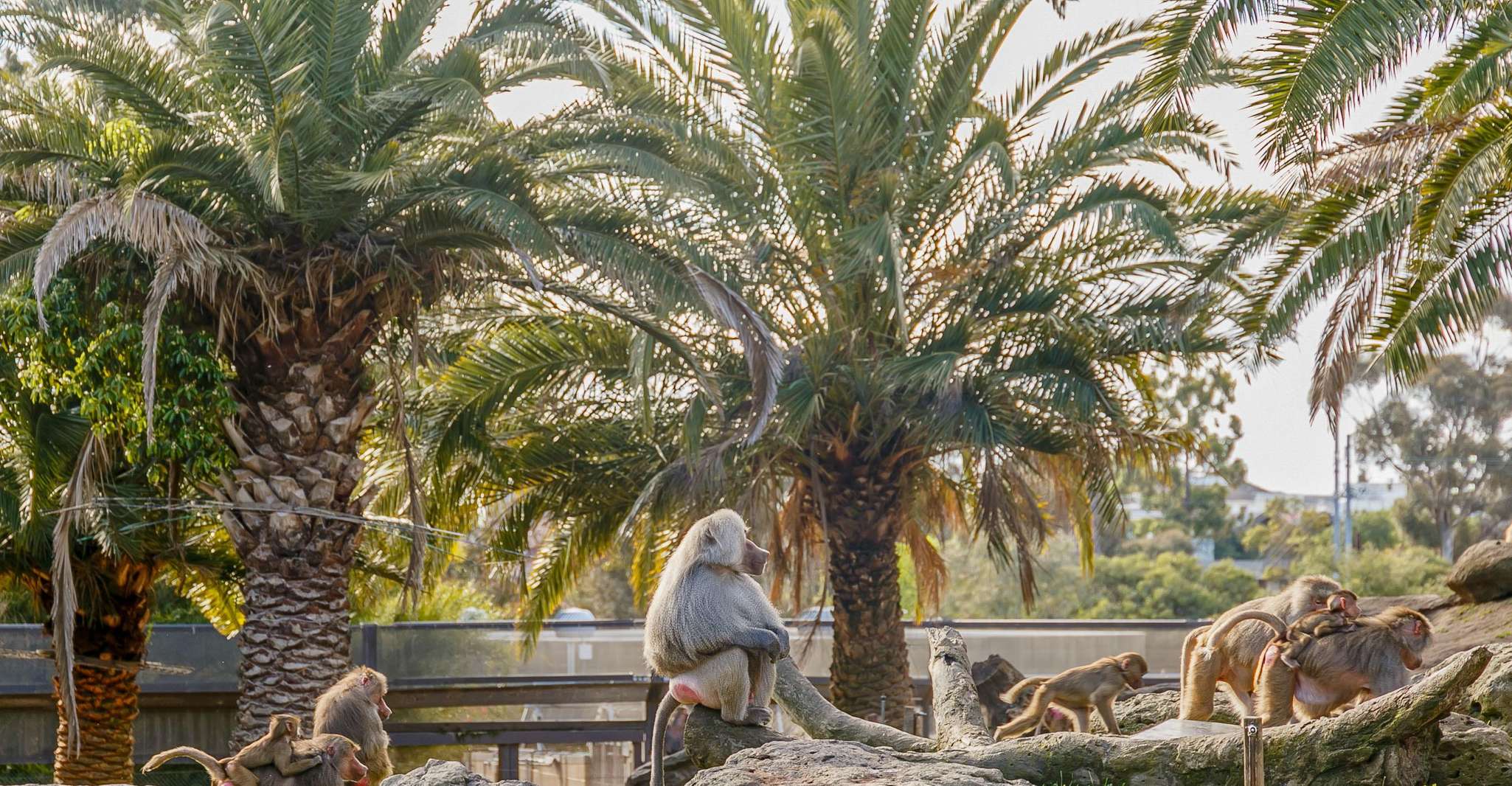 Melbourne Zoo: 1-Day Entry Ticket photo 16