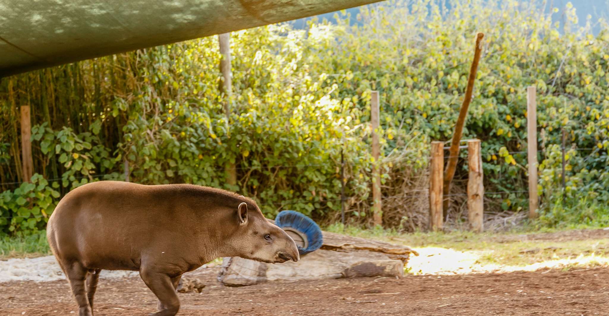 Melbourne Zoo: 1-Day Entry Ticket photo 17