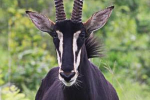 Depuis mombasa : Safari d&#039;une journée dans la réserve nationale des collines de Shimba