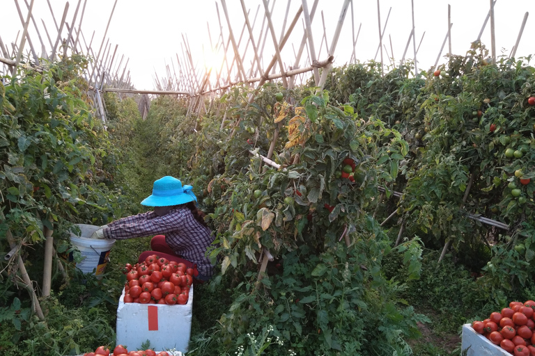 Visite de la ferme de Hanoi et cours de cuisine avec une famille locale