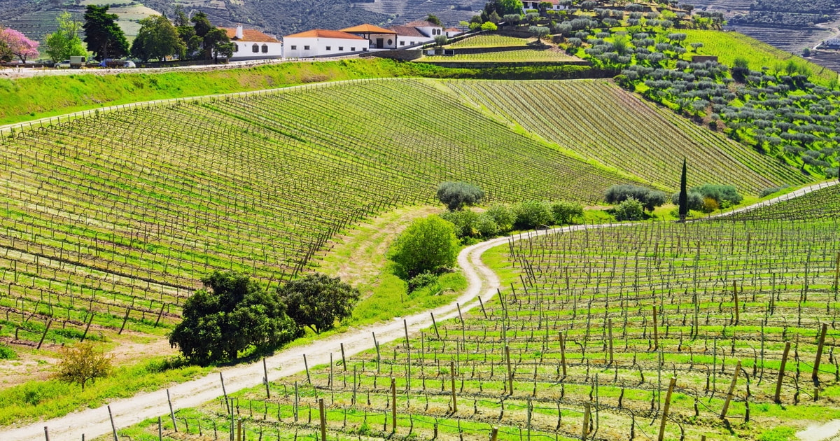 Full-Day Douro Valley Wine Tasting & Lunch in a Vineyard | GetYourGuide