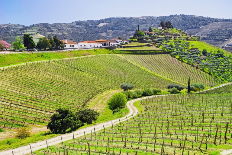 Hele dag wijnproeverij en lunch in de Douro-vallei in een wijngaard