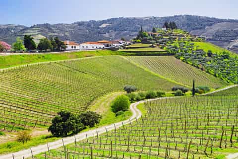 Douro-Tal: Weinverkostung & Mittagessen auf einem Weingut