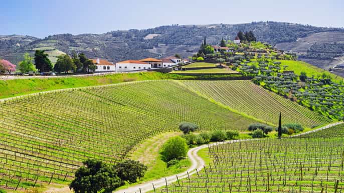 fullday douro valley wine tasting lunch in a vineyard