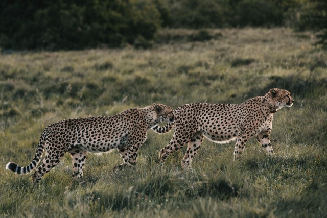 Visit 4 Days Tanzania Safari in Ngorongoro Conservation Area
