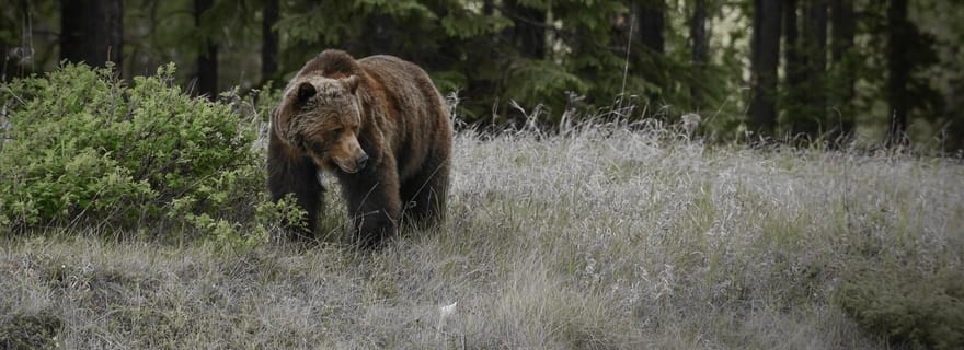 Jasper : transfert vers Banff/Lake Louise avec les champs de glace Columbia