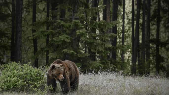 from jasper to banff or lake louise oneway tour