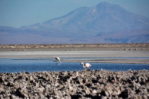 Salar d'Atacama et lagunes altiplaniques