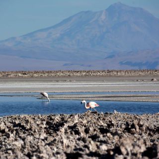 Salar de Atacama, Altiplanic Lagoons, and Toconao Day Tour