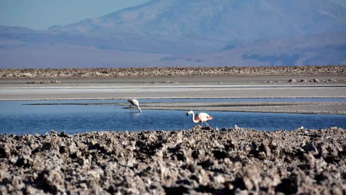 salar de atacama altiplanic lagoons and toconao day tour
