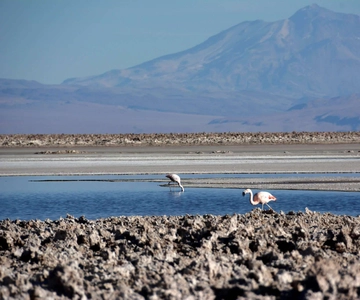 Salar de Atacama y lagunas altiplánicas