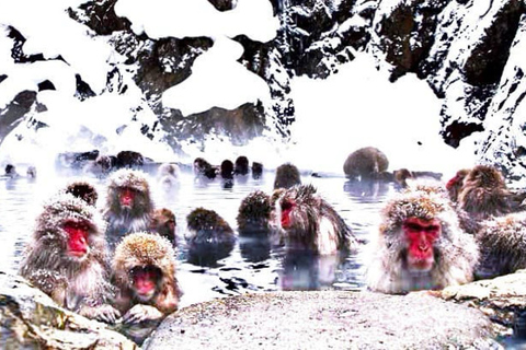 From Tokyo: Nagano Full Day Private Snow Monkey Park Tour