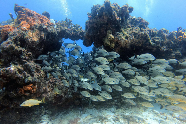 坎昆：在坎昆角进行 2 次珊瑚礁潜水（适合认证潜水员