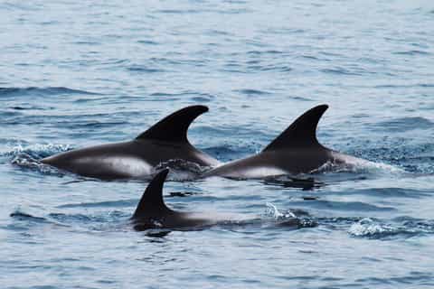 Húsavík: Big Whales and Puffin Island Tour