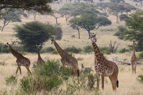 Majestic landscapes: A 5day Safari Adventure