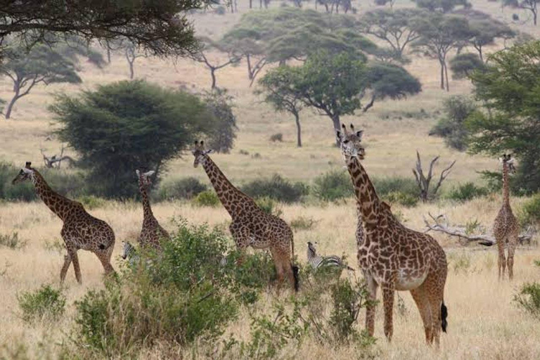 Majestic landscapes: A 5day Safari Adventure