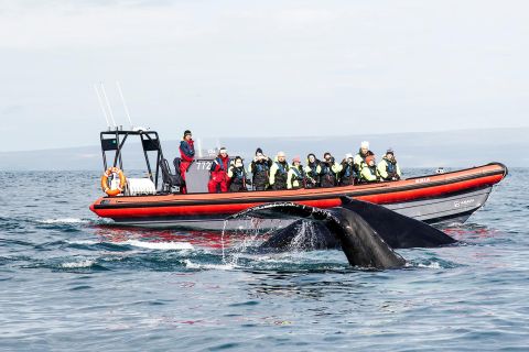 Húsavík: Wycieczka łodzią motorową na duże wieloryby i maskonury