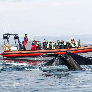 Húsavík: Big Whales and Puffin Island Speedboat Tour