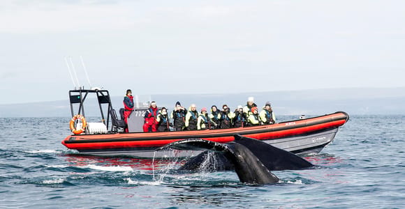 Húsavík: Big Whales and Puffin Island Speedboat Tour