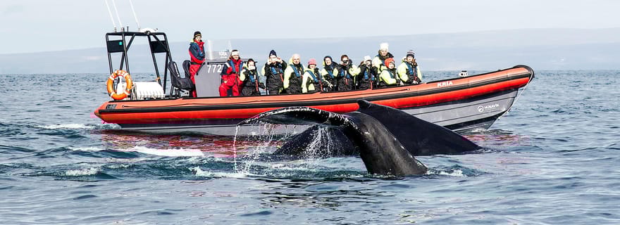 Húsavík : Excursion en bateau rapide vers les grandes baleines et l'île aux macareux