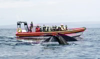 Húsavík, Big Whales e Puffin Island Speedboat Tour - Housity