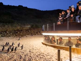 Phillip Island: Ecotour mit Pinguin-Parade & Mittagessen Phillip Island: Ecotour mit Pinguin-Parade & Mittagessen