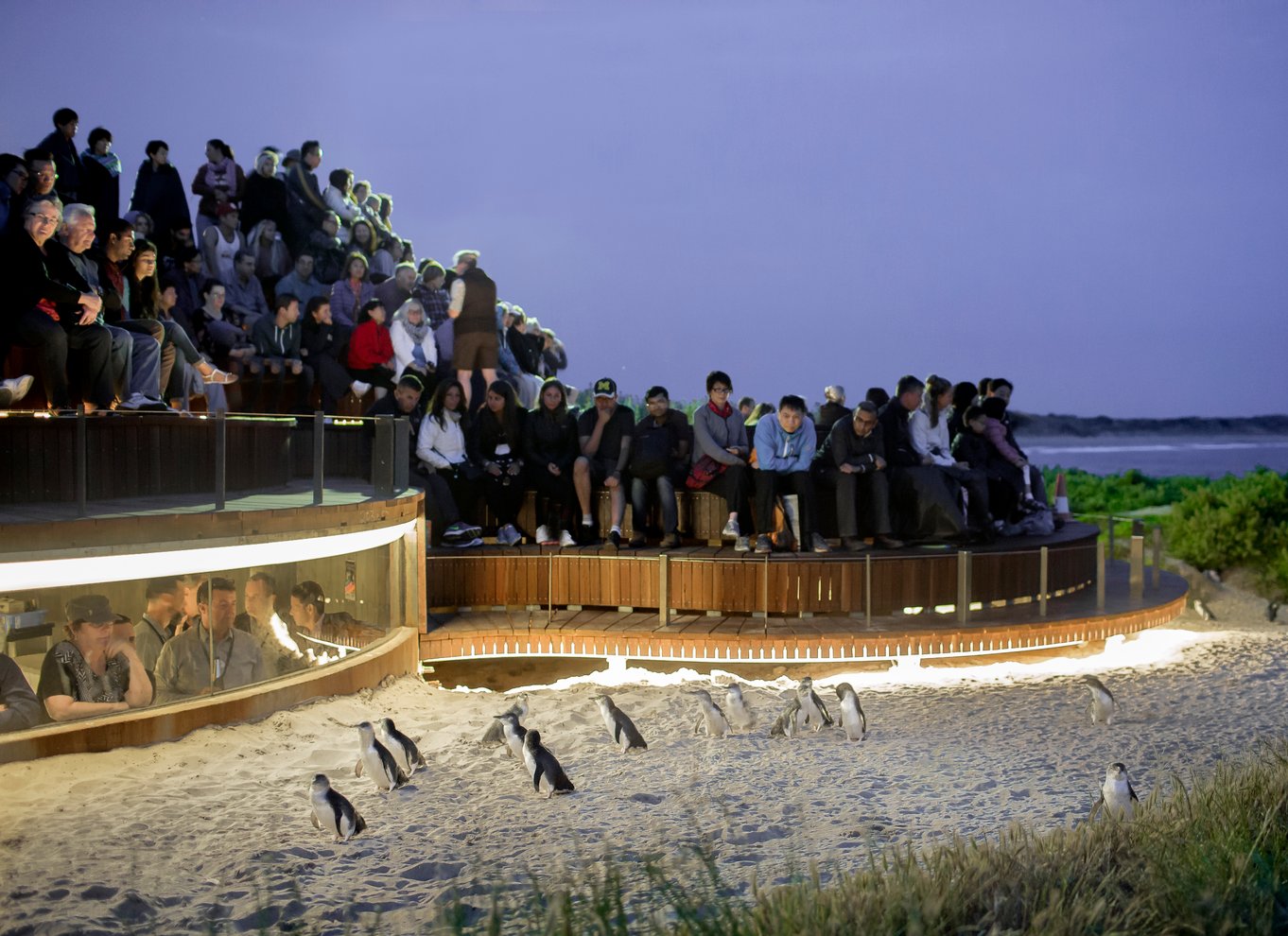 Fra Melbourne: Phillip Island Penguin Parade Eco Tour