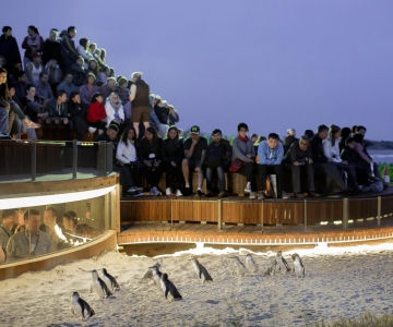 From Melbourne: Phillip Island Penguin Parade Eco Tour