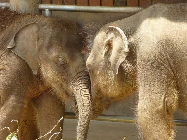 Kandy en Nuwara Eliya: tweedaagse tour vanuit Colombo