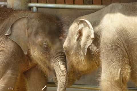 Kandy and Nuwara Eliya: 2-Day Tour from Colombo