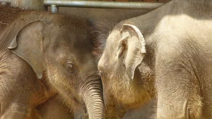 kandy and nuwara eliya 2day tour from colombo