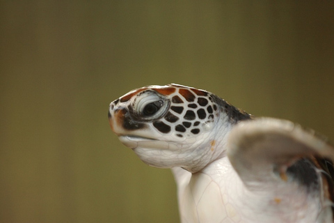 Observação de baleias e excursão ao sul do Sri Lanka