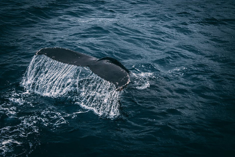 2-daagse walvis spotten en Zuid Sri Lanka Tour