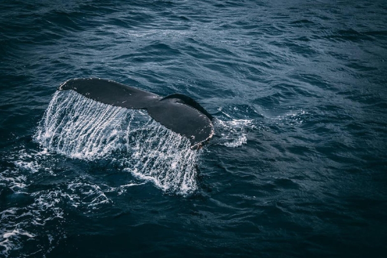 2 días de avistamiento de ballenas y sur de Sri Lanka