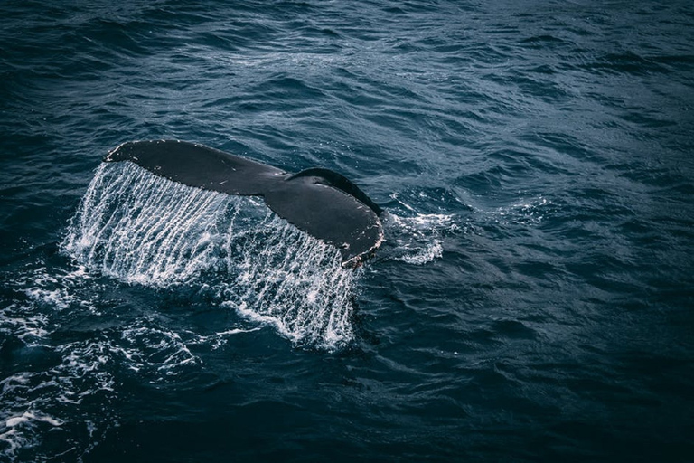 Observation de baleines de 2 jours et visite du sud du Sri Lanka