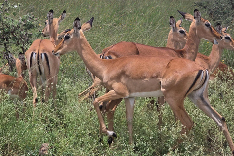 Nairobi National Park Safari 4x4 Car–Personalized Experience Shared Guided Game Open roofed 4x4 Van