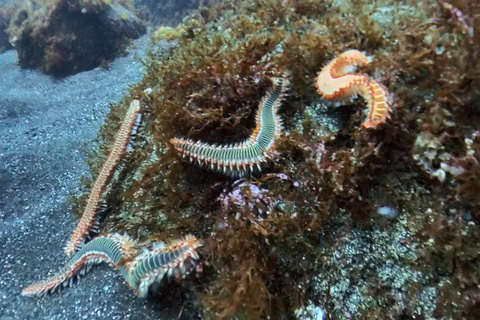 Pico Island: Guided Shore Diving for Certified Divers