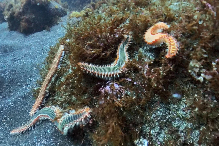 Pico Island: Guided Shore Diving for Certified Divers