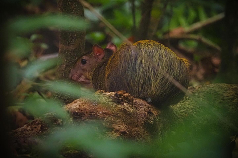 Parc national du Corcovado, station San Pedrillo, randonnée d&#039;une journée