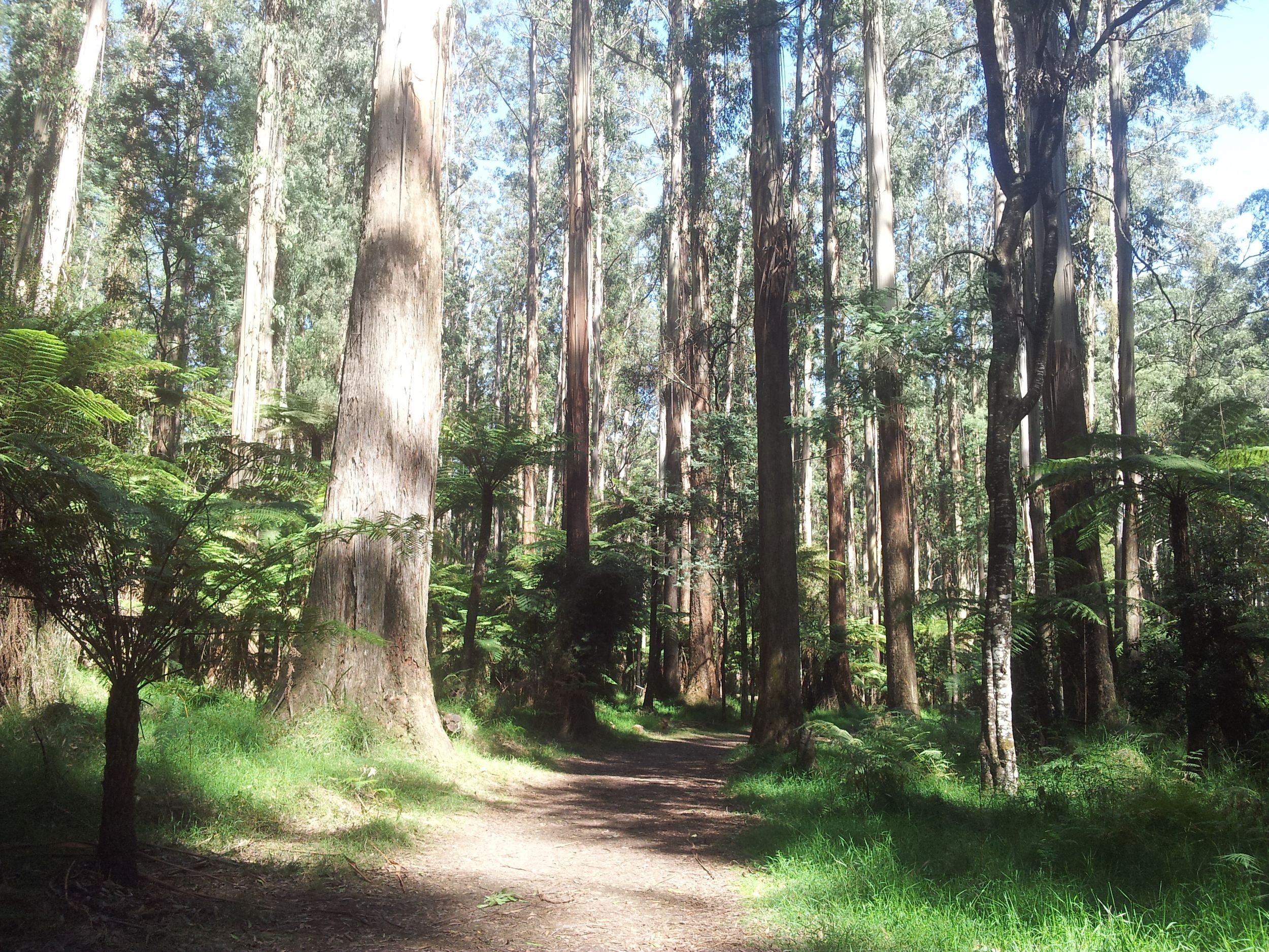 Von Melbourne: Private Tagestour zu den Dandenong Ranges