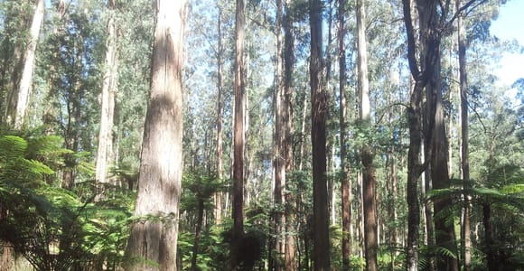 Von Melbourne: Private Tagestour zu den Dandenong Ranges