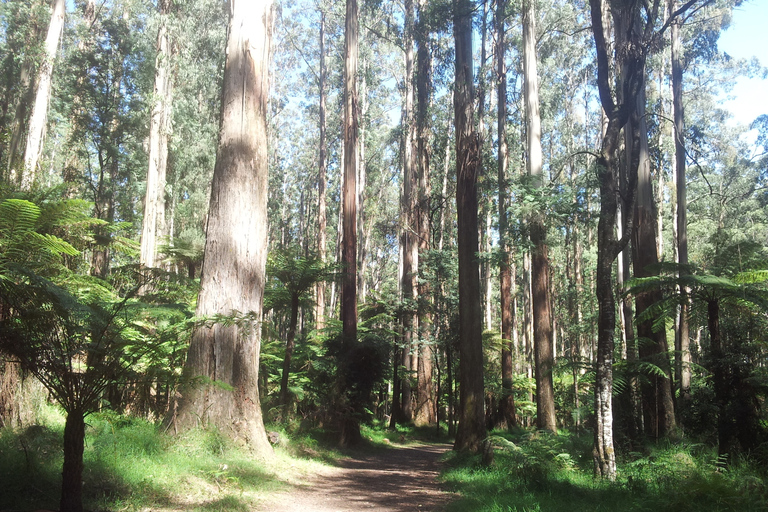 De Melbourne: Excursão particular de um dia à cordilheira DandenongDe Melbourne: Dandenong Ranges Tour particular de um dia