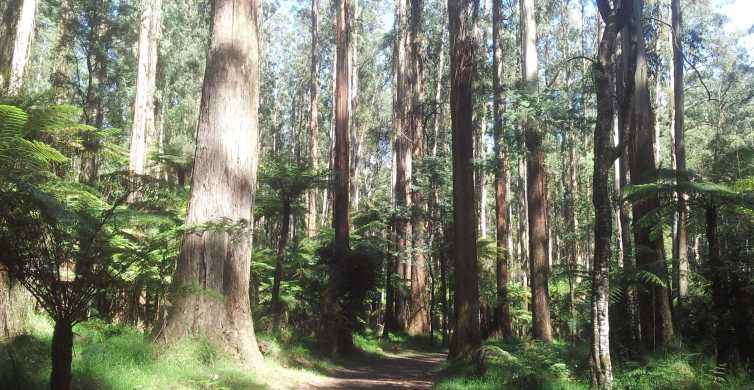 From Melbourne Dandenong Ranges Private Tour with Lunch