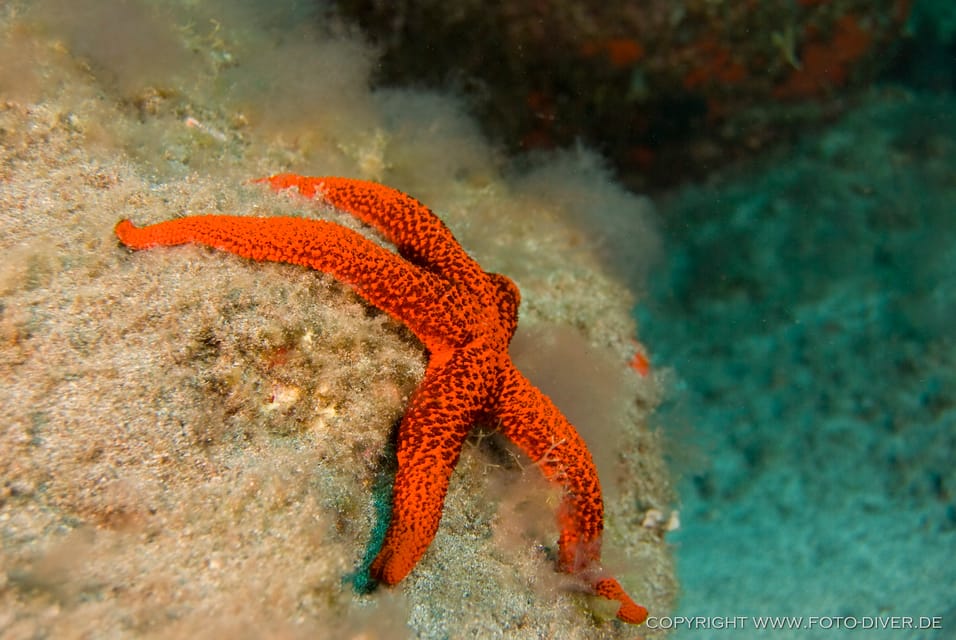 An orange-red starfish sits on an algae-covered rock underwater